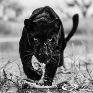Marvel by David Yarrow, black panther sneaking up towards the camera