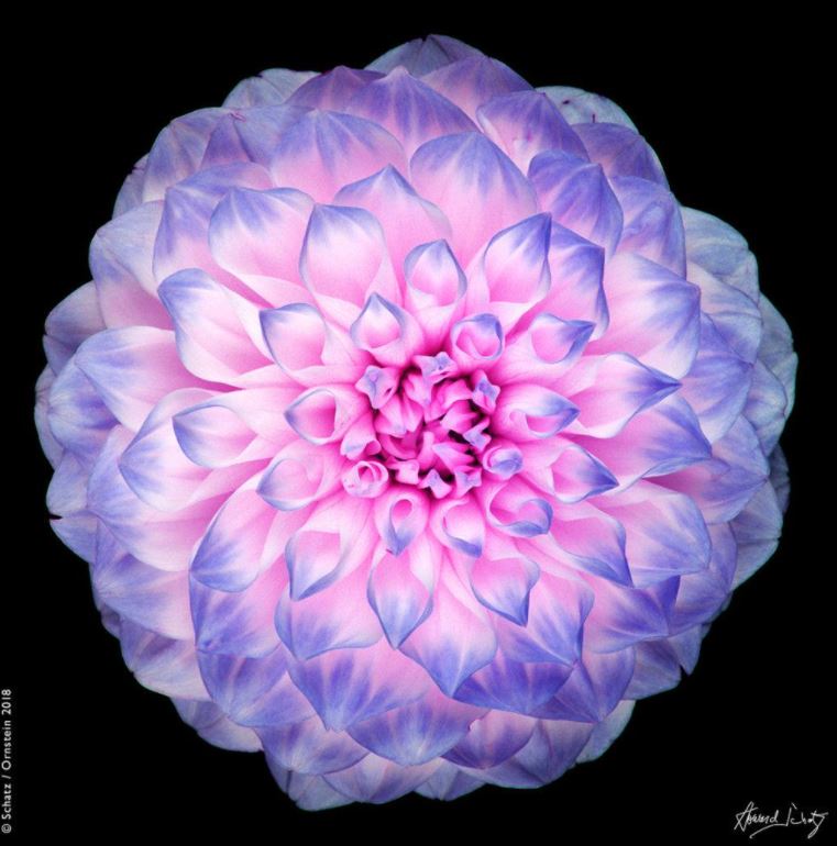 passion flower Passion Flower by Howard Schatz, closeup of pink and purple dahlia flower