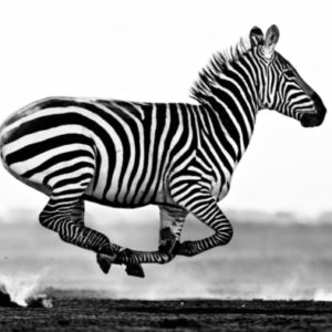 Desert Flight by David Yarrow, zebra running through the desert