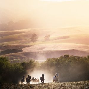 Morning GloryHorses running towards the camera, hills in the sunrise in the background