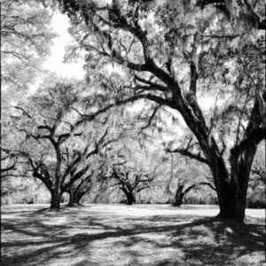 Trees by Nigel Parry from the Landscapes series, trees casting shadows on the grass