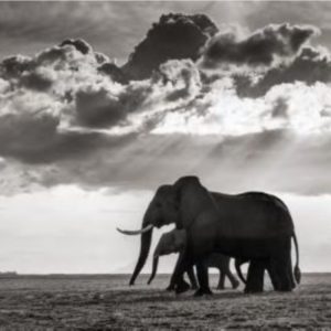 Elephant Group in Amboseli by Joachim Schmeisser, elephants walking through the steppe with sunrays breaking through the clouds