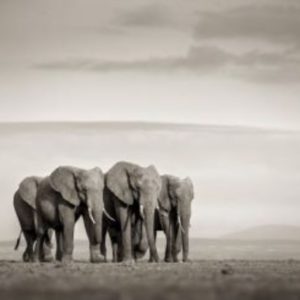 In the salt pan II by joachim Schmeisser, four elephants in the desert