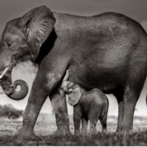 Joachim Schmeisser - Baby elephant drinking by Joachim Schmeisser, elephant with calf in the steppe
