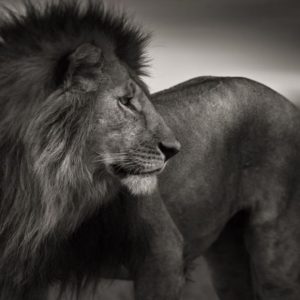 Lionheart by Joachim Schmeisser, lion standing in the steppe