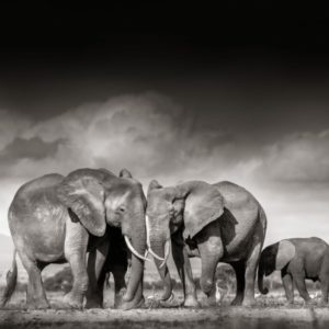 Searching for salt by Joachim Schmeisser, herd of elephants in the desert