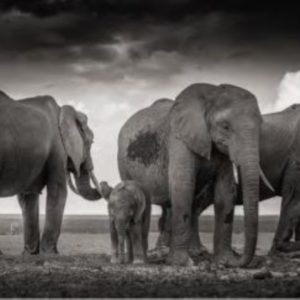 Sleeping Family by Joachim Schmeisser, family of elephants in the steppe
