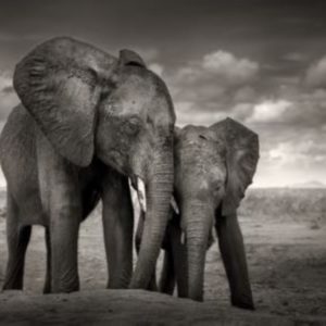 Soulmates by Joachim Schmeisser, elephant and calf leaning against each other in the steppe