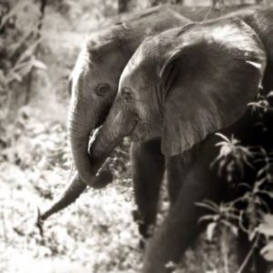 Tenderly by Joachim Schmeisser, elephant wrapping its trunk around another elephants trunk