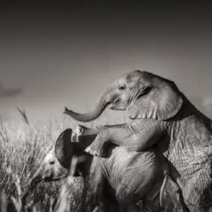 Wild elephant babies playing I by Joachim Schmeisser, calf jumping on another in hogh grass