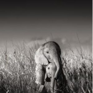 Wild elephant babies playing II, one elephant calf jumping on another calf