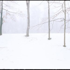 Home by Nigel Parry, Winter landscape with Trees and Snow