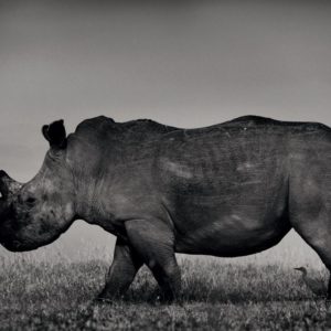 White Rhino I by Joachim Schmeisser, Black-and-white fine art photography of rhino in landscape, wildlife photography